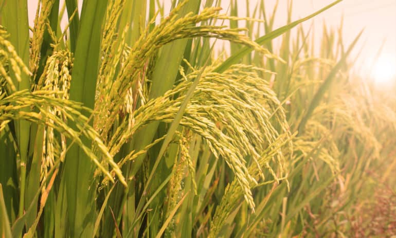 agriculture blog cover image